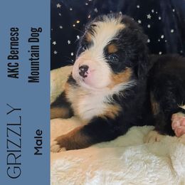 Grizzly - Tri-color male Bernese Mountain Dog puppy in Shiloh, Georgia from Doodle Mountain