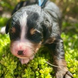 Dark Blue Collar Boy - Black rust and white male Bernese Mountain Dog puppy in Herriman, Utah from Shaggy Mountain Pups LLC