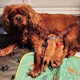 Cavalier King Charles Spaniel puppies from Cavaliers King Charles Spaniels at Carmen Acres Farm
