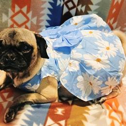 Pugs from Kratos Legacy
