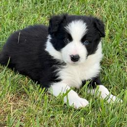 Rex - Black and white male Border Collie puppy in Dorr, Michigan from Pineview Farm