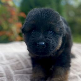 German Shepherd Puppies from Extreme German Shepherds