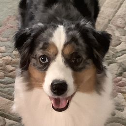 Summer - Miniature American Shepherd