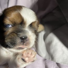 Shih Tzu Puppies from Lauri's Shih Tzus