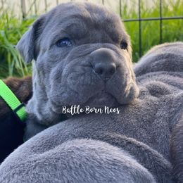 Neapolitan Mastiff Puppies from Battle Born Neos