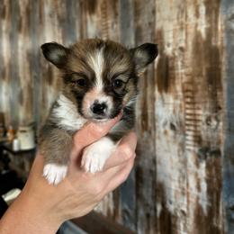 Boone-FLUFFY COAT - Sable male Pembroke Welsh Corgi puppy in Berea, Kentucky from SunShine Corgis