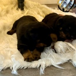 Seven - Black and mahogany male Rottweiler puppy in Brazil, In, Indiana from Lazy A Ranch & Kennels
