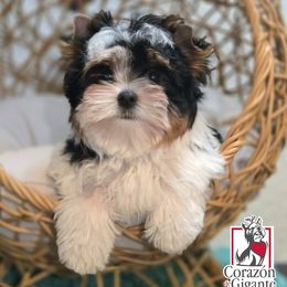 Biewer Terrier and Yorkshire Terrier Puppies from Corazon de gigante