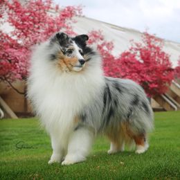 Brandon  - Shetland Sheepdog