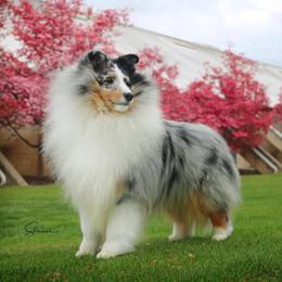 Brandon  - Shetland Sheepdog