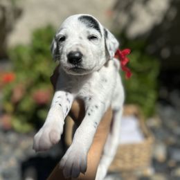 Red collar male - White and black male Dalmatian puppy in Sacramento, California from Dream Dalmatians