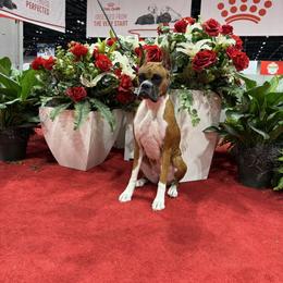 Boxer puppies from La Mer Boxers