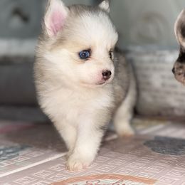 Stormy - Merle female Pomsky puppy in Casa Grande, Arizona from Arizonas Pomsky Squad