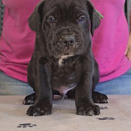 AKC and ICCF - Green Collar Male - Black male Cane Corso puppy in Gorman, Texas from McOmber Country Kennels