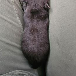 Black oak - Black male Schipperke puppy in Randsburg, California from Light's Family Farm & Schipperke Ranch