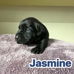 Jasmine - Black female Labrador Retriever puppy in Lucasville, Ohio from Backwoods Labradors