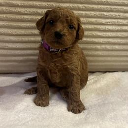 Swiss - Apricot female Goldendoodle puppy in Payson, Utah from Country Sky Doodles