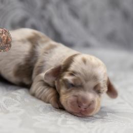 Binks - Dapple male Dachshund puppy in Iola, Texas from Whiskey River Dachshunds
