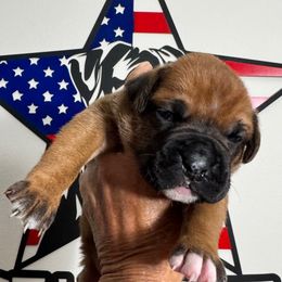 Girl - Fawn female Boxer puppy in Palm Coast, Florida from Starlight Boxer Corner
