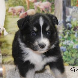 Gus - Black tri male Miniature Australian Shepherd puppy in Ronan, Montana from Dirt Road Aussie’s of Montana
