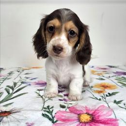 Chocolate and tan piebald female - Piebald female Dachshund puppy in Belle Rive, Illinois from Akin's Miniature Dachshunds, LLC