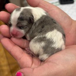 Gucci - Black parti male Pomeranian puppy in Illinois from Maribel Poms