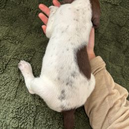 German Shorthaired Pointer Puppies from Golden pointers
