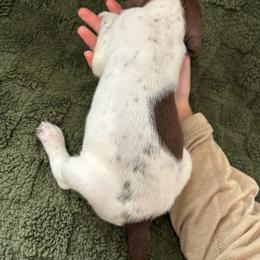 German Shorthaired Pointer Puppies from Golden pointers