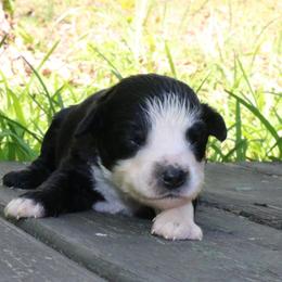 Fern - Black tri-color female Australian Shepherd puppy in Macon, Georgia from Shaina’s Shepherds