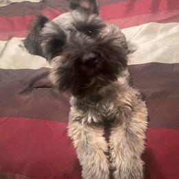 Luna - Miniature Schnauzer