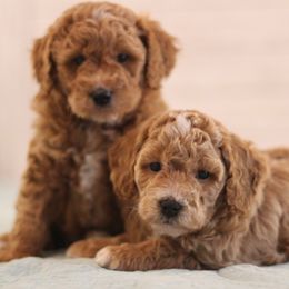 Poodles from Country Posh Poodles