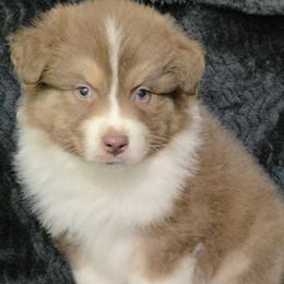 Red Tri M1 - Red tri-color male Australian Shepherd puppy in Browerville, Minnesota from Rustic River Ranch Aussies