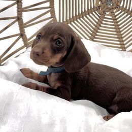 Dachshund and Pomeranian All Grown Up from AZ Dachshunds & Poms