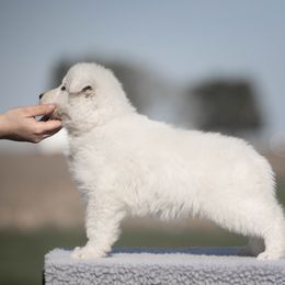 Lux - White male Berger Blanc Suisse puppy in Chestnut, Illinois from Fireside Fernweh