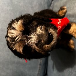 Arthur Aka “Spiderman” - Blue merle Bernedoodle puppy in Knoxville, Tennessee from Bright Side Doodles