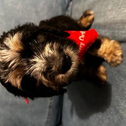 Arthur Aka “Spiderman” - Blue merle Bernedoodle puppy in Knoxville, Tennessee from Bright Side Doodles