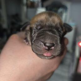Girl 2 - Fawn female Great Dane puppy in Albany, Oregon from Red Cloud Australian Shepherds and DeGray Great Danes & Bulldogs