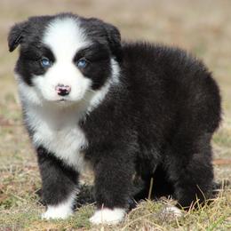 Nashville - Black & white male Miniature Australian Shepherd puppy in Quapaw, Oklahoma from Rocky Hill Aussies