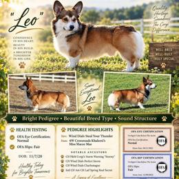 Leo - Pembroke Welsh Corgi