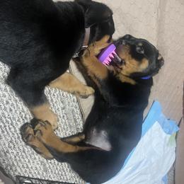 Rottweiler Puppies from CG Rottweilers