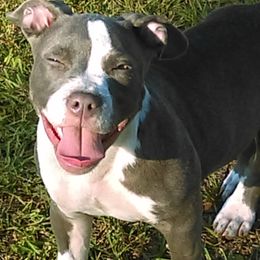American Bully All Grown Up from LA Bully Cartel