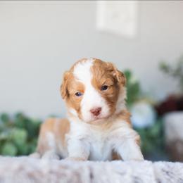 Lavender - Apricot female Aussiedoodle puppy in Tonopah, Arizona from Kae's Kennels