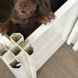 Boy 3 (purple collar) - Red and rust male Doberman Pinscher puppy in Elgin, Texas from New Horizons Kennels