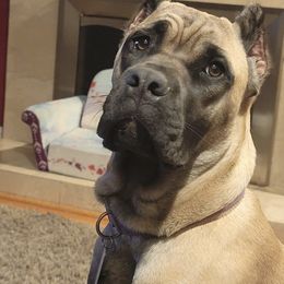 Cane Corso from Benjamin Ruezga's Cane Corsos