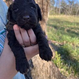 Goldendoodle Puppies from Harrington Doodles
