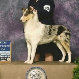 Collie All Grown Up from Tir Na N’ Og Collies