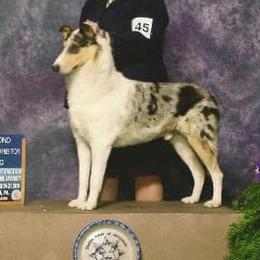 Collie All Grown Up from Tir Na N’ Og Collies