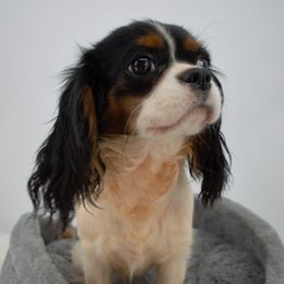 Pixie - Cavalier King Charles Spaniel