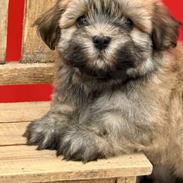 Radiantly Rad - Gold sable male Havanese puppy in Wappapello, Missouri from Titanium Havanese LLC