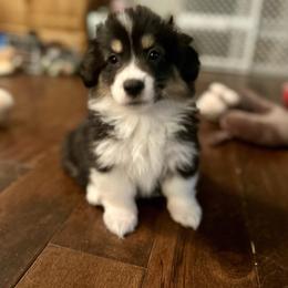 Yellow Collar Girl Noel - Black and tan female Pembroke Welsh Corgi puppy in Paris, Kentucky from Flat Run Corgis